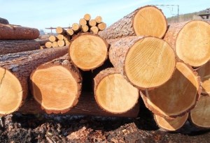 удельный вес древесины